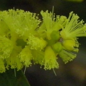 Phyllodoce longifolia (Andrews) Link (Mimosa à longues feuilles)