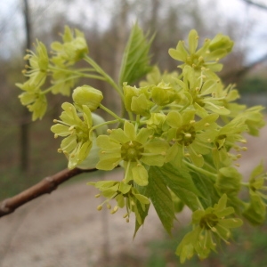 Acer platanifolium Stokes (Érable plane)