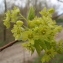  Anny Raim - Acer platanoides L.