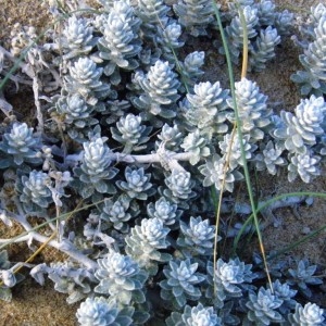 Photographie n°221768 du taxon Achillea maritima (L.) Ehrend. & Y.P.Guo [2005]