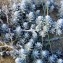  Ans Gorter - Achillea maritima (L.) Ehrend. & Y.P.Guo [2005]