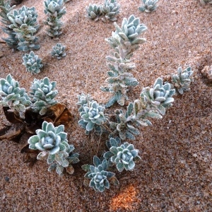 Photographie n°221769 du taxon Achillea maritima (L.) Ehrend. & Y.P.Guo [2005]