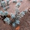  Ans Gorter - Achillea maritima (L.) Ehrend. & Y.P.Guo [2005]