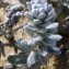  Ans Gorter - Achillea maritima (L.) Ehrend. & Y.P.Guo [2005]