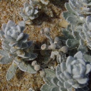 Photographie n°221771 du taxon Achillea maritima (L.) Ehrend. & Y.P.Guo [2005]