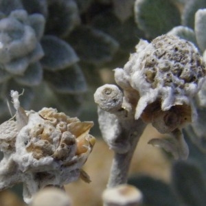 Photographie n°221772 du taxon Achillea maritima (L.) Ehrend. & Y.P.Guo [2005]