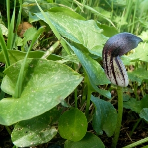 Photographie n°221780 du taxon Arisarum simorrhinum Durieu [1845]