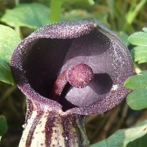 Arisarum simorrhinum Durieu