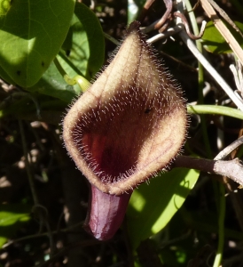 Ans Gorter, le 23 février 2014 (Province de Cadix, Espagne (Vejer de la Frontera))