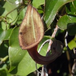 Aristolochia baetica f. subglauca (Lam.) Maire & Weiller