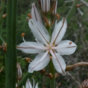 Asphodelus audibertii Req. ex Roem. & Schult. (Asphodèle à petits fruits)