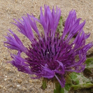 Seridia sphaerocephala (L.) Webb (Centaurée à têtes rondes)