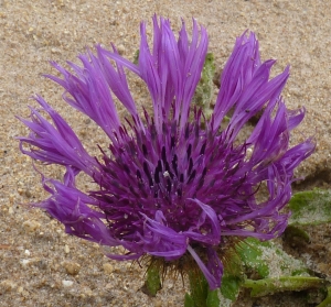 Ans Gorter, le  6 février 2014 (Province de Cadix (El Palmar plage))