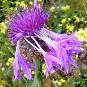 Photographie n°221804 du taxon Centaurea sphaerocephala L. [1753]