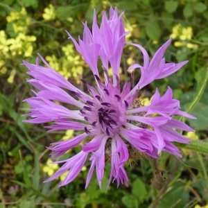 Photographie n°221806 du taxon Centaurea sphaerocephala L. [1753]