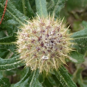 Photographie n°221811 du taxon Centaurea sphaerocephala L. [1753]