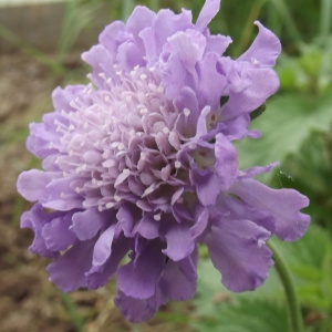 Photographie n°221856 du taxon Scabiosa columbaria subsp. columbaria