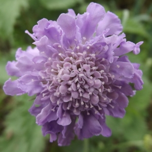 Photographie n°221857 du taxon Scabiosa columbaria subsp. columbaria