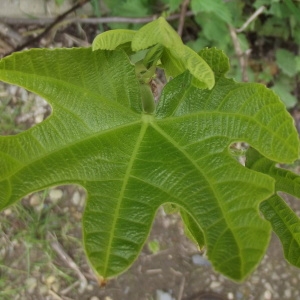 Photographie n°221861 du taxon Ficus carica L. [1753]