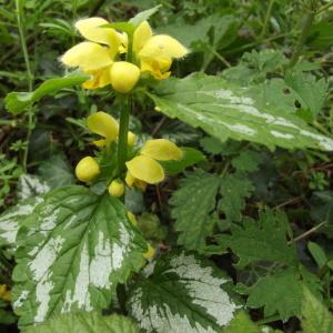 Photographie n°221863 du taxon Lamium galeobdolon subsp. argentatum (Smejkal) J.Duvign. [1987]
