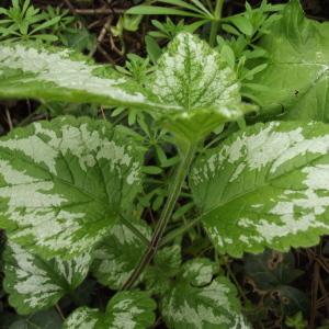 Photographie n°221866 du taxon Lamium galeobdolon subsp. argentatum (Smejkal) J.Duvign. [1987]