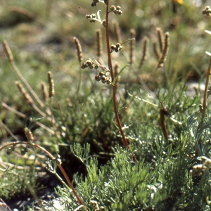 Photographie n°221872 du taxon Artemisia glacialis L. [1763]