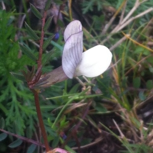 Photographie n°221878 du taxon Vicia lutea subsp. lutea 