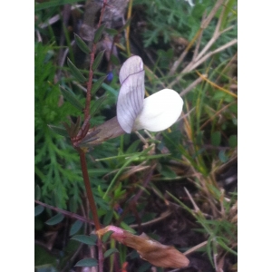 Vicia lutea L. subsp. lutea (Vesce jaune)