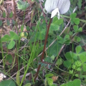 Photographie n°221879 du taxon Vicia lutea subsp. lutea 