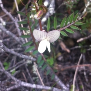 Photographie n°221881 du taxon Vicia lutea subsp. lutea 