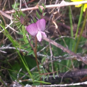 Photographie n°221882 du taxon Vicia lutea subsp. lutea 