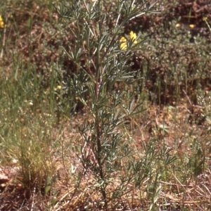 Photographie n°221923 du taxon Lupinus angustifolius subsp. reticulatus (Desv.) Arcang. [1882]