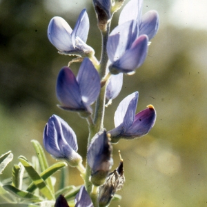 Photographie n°221928 du taxon Lupinus angustifolius L. [1753]