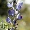  Liliane Roubaudi - Lupinus angustifolius L. [1753]