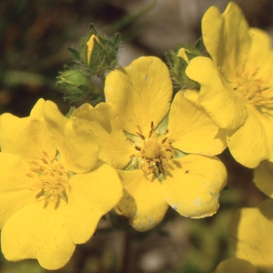 Photographie n°221936 du taxon Potentilla hirta L. [1753]