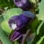  Ans Gorter - Cerinthe major L. [1753]