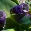  Ans Gorter - Cerinthe major L. [1753]