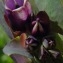  Ans Gorter - Cerinthe major L. [1753]