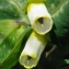  Ans Gorter - Cerinthe major L. [1753]