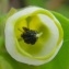  Ans Gorter - Cerinthe major L. [1753]