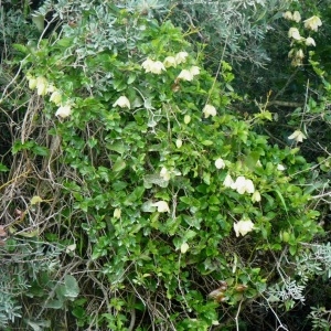 Photographie n°221959 du taxon Clematis cirrhosa L. [1753]