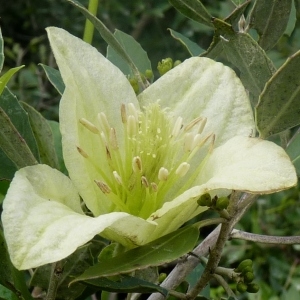 Photographie n°221962 du taxon Clematis cirrhosa L. [1753]