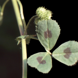 Photographie n°221968 du taxon Medicago arabica (L.) Huds. [1762]