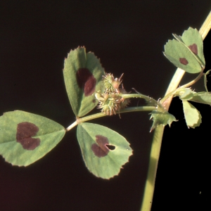 Photographie n°221969 du taxon Medicago arabica (L.) Huds. [1762]