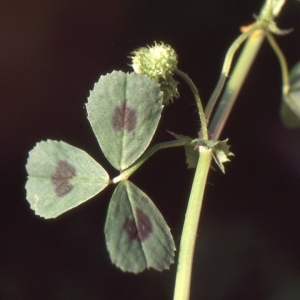 Photographie n°221971 du taxon Medicago arabica (L.) Huds. [1762]