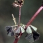  Liliane Roubaudi - Medicago littoralis var. littoralis