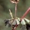  Liliane Roubaudi - Medicago littoralis var. littoralis