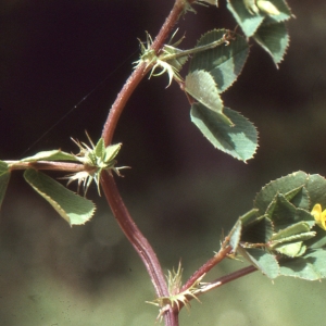 Photographie n°221977 du taxon Medicago littoralis var. littoralis