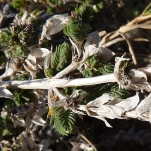 Photographie n°221979 du taxon Crucianella maritima L. [1753]