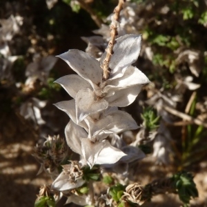 Photographie n°221980 du taxon Crucianella maritima L. [1753]